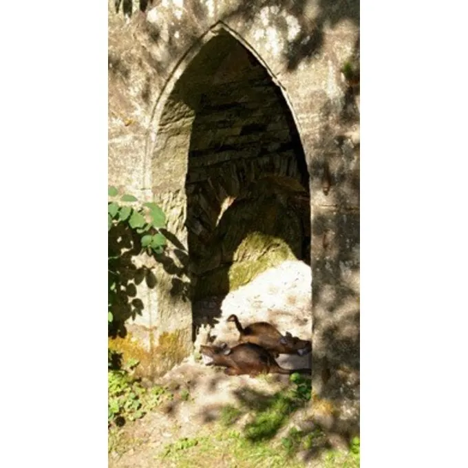 3D Rat 7 3D Rat - Afbeelding 5